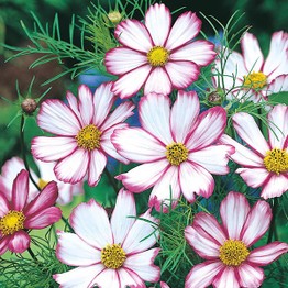 COSMOS Candy Stripe