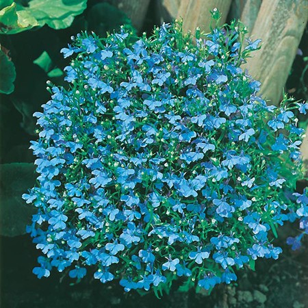 Flower 2500 Seeds Lobelia Cambridge Blue Pictorial Packet Mr Fothergills 