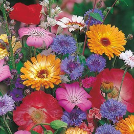 MIXED ANNUALS Quick & Easy