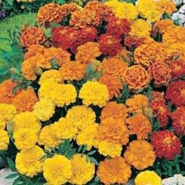 MARIGOLD (French) Dwarf Double Mixed