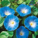MORNING GLORY Heavenly Blue additional 1