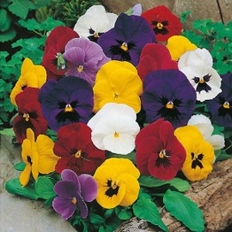 PANSY Mr F's Early Mixed F1