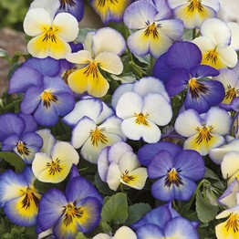 PANSY Cool Summer Breeze