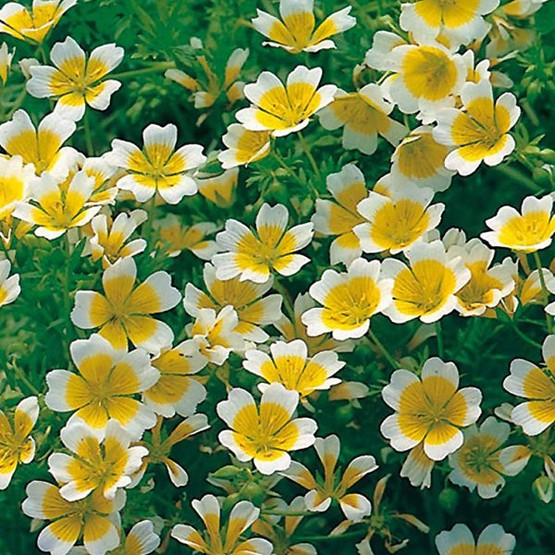 POACHED EGG PLANT