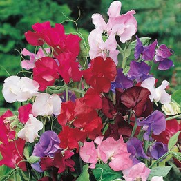 SWEET PEA Bouquet Mixed