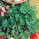 PARSLEY Giant of Italy additional 1