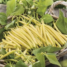 DWARF FRENCH BEAN Cala D'Or Seeds