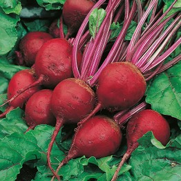 Mr Fothergill's BEETROOT Perfect 3 Seeds