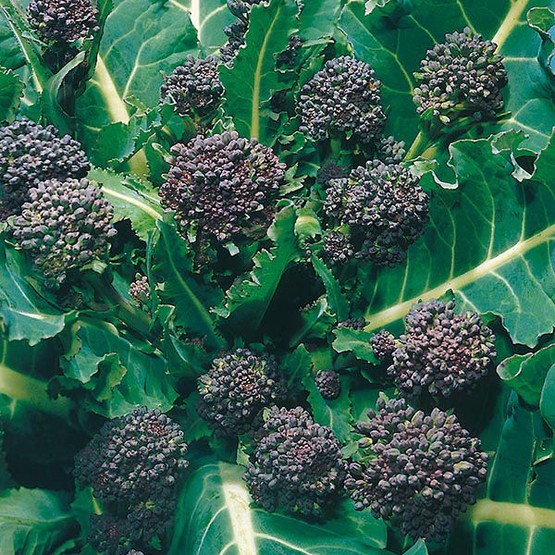 BROCCOLI (Sprouting) Early Purple Seeds