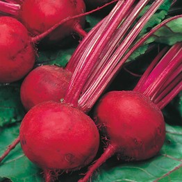 Mr Fothergill's BEETROOT Boltardy Seeds