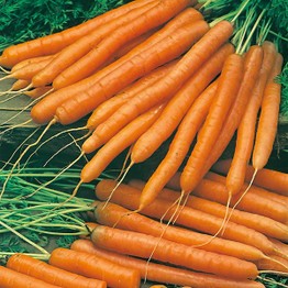 CARROT Amsterdam 2 (Solo) Seeds