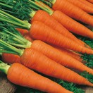 CARROT Autumn King 2 Seeds additional 1