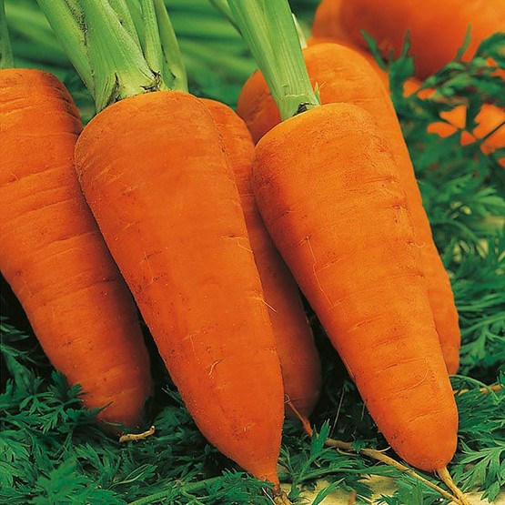 CARROT Chantenay Red Cored 2 Seeds