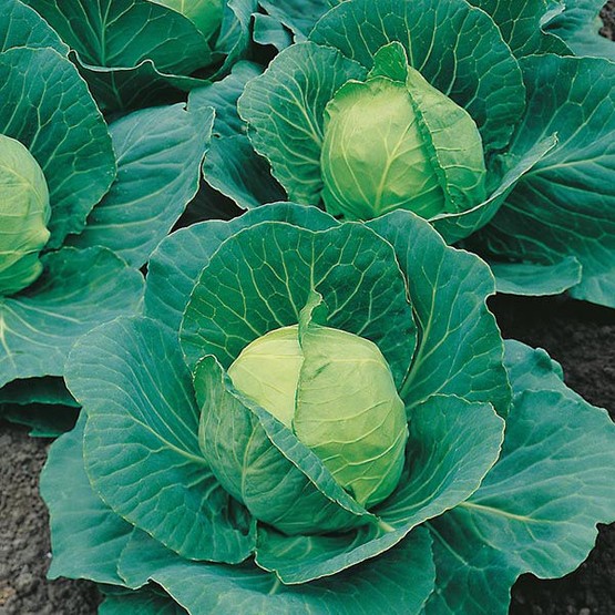 CABBAGE Golden Acre (Primo II) Seeds