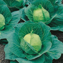 CABBAGE Golden Acre (Primo II) Seeds