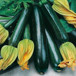 COURGETTE Black Beauty Seeds