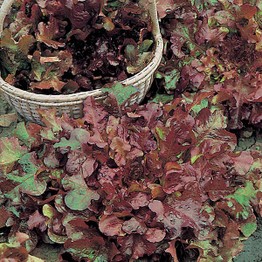 LETTUCE Salad Bowl Red Seeds