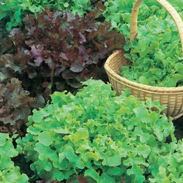 LETTUCE Salad Bowl Red & Green Mixed Seeds
