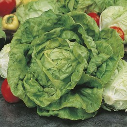 LETTUCE All The Year Round Seeds