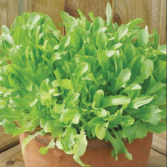 MIXED Lettuce Green Leaves Seeds