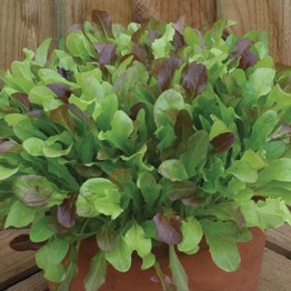 MIXED Lettuce Leaves Seeds