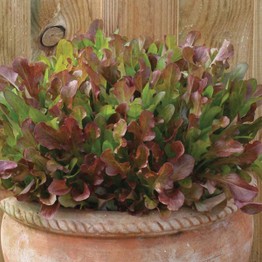MIXED Lettuce Red Leaves Seeds