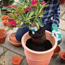 Miracle-Gro Peat Free Premium Azalea, Camellia & Rhododendron Ericaceous Compost 10Ltr additional 5