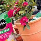 Miracle-Gro Peat Free Premium Azalea, Camellia & Rhododendron Ericaceous Compost 10Ltr additional 7