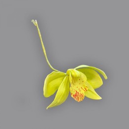 FMM Sugarcraft Cymbidium Orchid Cutter