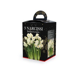 Narcissi Bridal Crown (3)  in Plastic Pot with Potting Compost