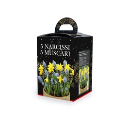 Narcissi & Muscari (5)  in Plastic Pot with Potting Compost