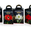 Amaryllis Hippeastrum Gift Boxed Red additional 2