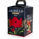 Amaryllis Hippeastrum Gift Boxed Red additional 1