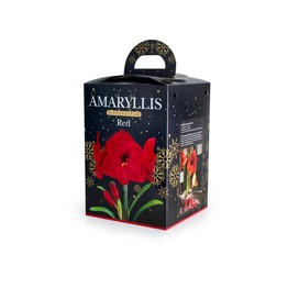 Amaryllis Hippeastrum Gift Boxed Red