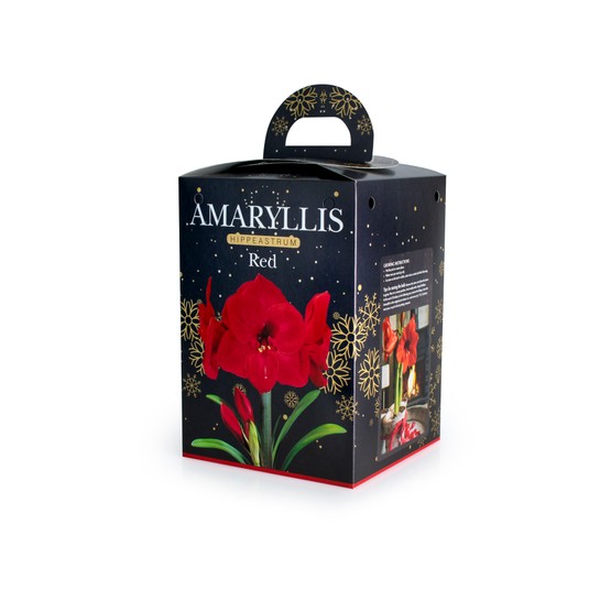 Amaryllis Hippeastrum Gift Boxed Red
