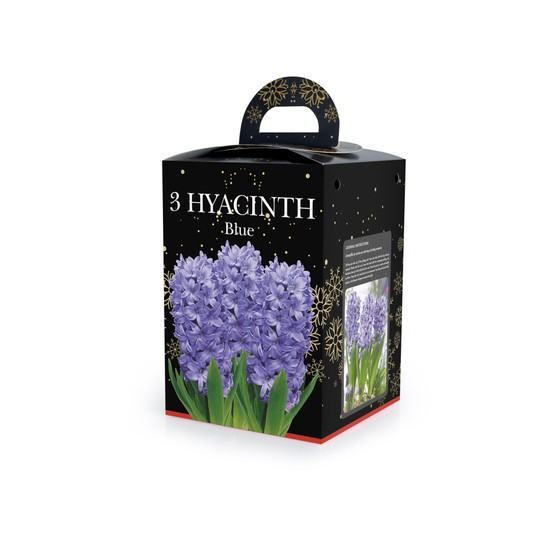 Hyacinth(3) in Plastic Pot with Potting Compost Blue