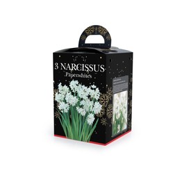 Narcissus Paperwhites (3)  in Plastic Pot with Potting Compost