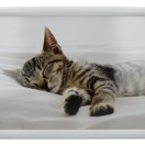 Creative Tops Sleeping Kitten Lap Tray additional 1