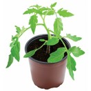 Professional Growing Pots (5) 14cm additional 3