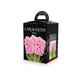 Hyacinth(3) in Plastic Pot with Potting Compost Pink