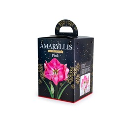 Amaryllis Hippeastrum Gift Boxed Pink