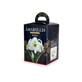 Amaryllis Hippeastrum Gift Boxed White