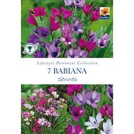 Summer Flowering Bulbs Babiana Stricta