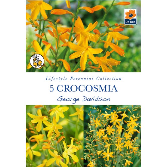 Summer Flowering Bulbs Crocosmia George Davidson