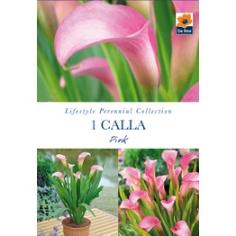 Summer Flowering Bulbs Calla Pink
