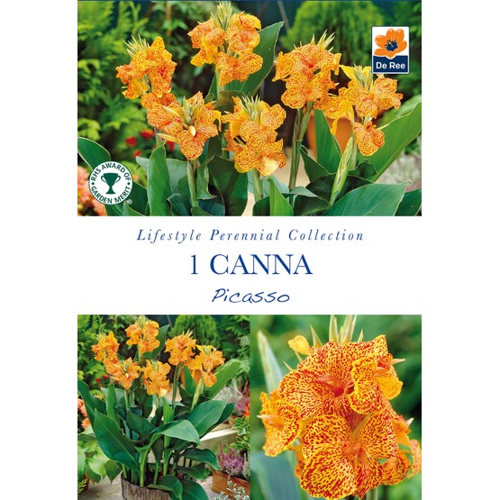 Summer Flowering Bulbs Canna Picasso