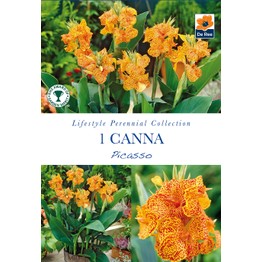 Summer Flowering Bulbs Canna Picasso