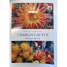 Summer Flowering Bulbs Dahlia Cactus Alfred Grille