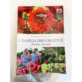 Summer Flowering Bulbs Dahlia Decorative Garden Wonder