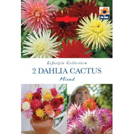 Summer Flowering Bulbs Dahlia Cactus Mixed